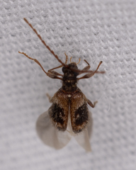 Ptinus