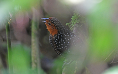 Acropternis orthonyx