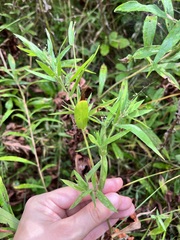 Dichanthelium implicatum