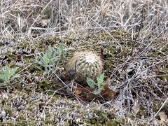Echinocereus reichenbachii baileyi