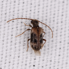 Ptinus