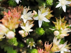 Sedum moranense