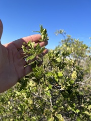 Quercus vaseyana
