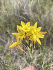 Ixia odorata