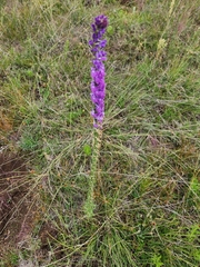Lobelia fenestralis