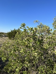 Quercus vaseyana