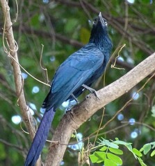 Crotophaga major
