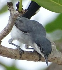 Polioptila