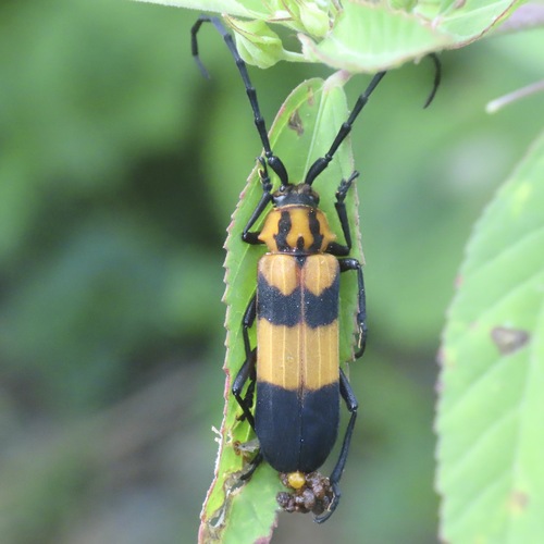 Paroxoplus