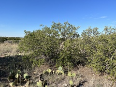 Quercus vaseyana
