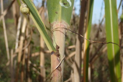 Miscanthus floridulus