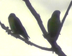 Brotogeris jugularis