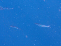 Atherinops affinis