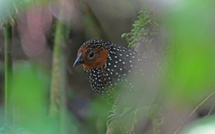 Acropternis orthonyx