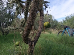Cylindropuntia fulgida