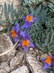 Linaria alpina