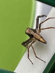 Oxyopes variabilis