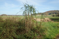 Miscanthus floridulus