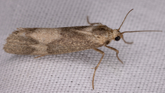 Cisthene faustinula