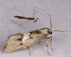 Empicoris rubromaculatus