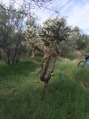 Cylindropuntia fulgida