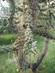 Cylindropuntia fulgida