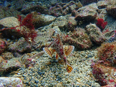 Scorpaena guttata