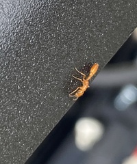 Pseudomyrmex pallidus