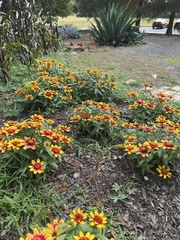 Coreopsis tinctoria