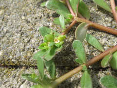 Portulaca oleracea