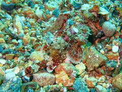 Scorpaena guttata