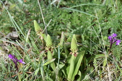 Orchis anthropophora