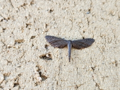 Euacidalia brownsvillea