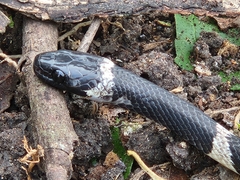 Tropidodipsas fasciata