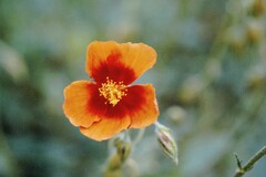 Helianthemum