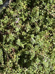 Pogogyne serpylloides