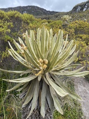 Espeletia