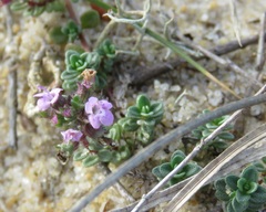 Thymus praecox