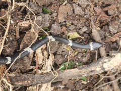 Tropidodipsas fasciata