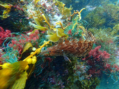 Heterostichus rostratus