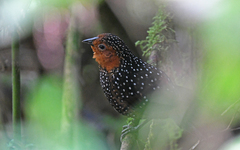 Acropternis orthonyx