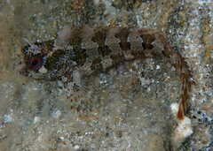 Parablennius gattorugine
