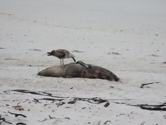 Arctocephalus pusillus pusillus