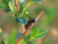 Euphydryas chalcedona