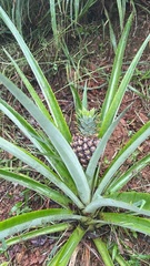 Ananas
