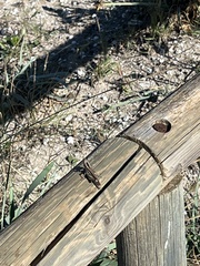 Eyprepocnemis plorans