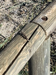 Eyprepocnemis plorans