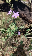Jamesbrittenia grandiflora