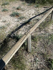 Eyprepocnemis plorans