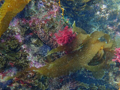 Heterostichus rostratus